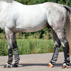 Γκέτες προστασίας από Έντομα Fly Zebra