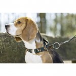 Κολάρο σκύλου -Beagle-