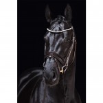 Χαλινό -Fleur- Χαλινό -Fleur-