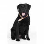 Κολάρο εκπαίδευσης σκύλου -Anam Cara- απο σχοινί Κολάρο εκπαίδευσης σκύλου -Anam Cara- απο σχοινί