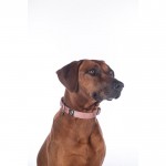 Κολάρο σκύλου -Anam Cara- nylon Κολάρο σκύλου -Anam Cara- nylon