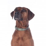 Κολάρο σκύλου -Anam Cara- nylon Κολάρο σκύλου -Anam Cara- nylon