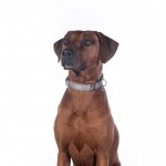 Κολάρο σκύλου -Anam Cara- nylon Κολάρο σκύλου -Anam Cara- nylon