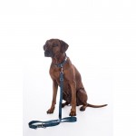 Λουρί εκπαίδευσης σκύλου -Anam Cara- nylon Λουρί εκπαίδευσης σκύλου -Anam Cara- nylon