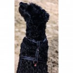 Σαμαράκι σκύλου -Anam Cara Basic- nylon