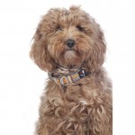 Κολάρο σκύλου -Anam Cara- με σχέδιο