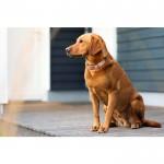 Κολάρο σκύλου -Anam Cara- με σχέδιο