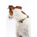 Κολάρο σκύλου -Amitye- Κολάρο σκύλου -Amitye-