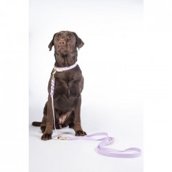 Dogs trainings leash -Amitye-