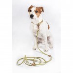 Λουρί εκπαίδευσης σκύλου -Amitye- Λουρί εκπαίδευσης σκύλου -Amitye-