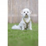 Σαμαράκι σκύλου -Amitye- Σαμαράκι σκύλου -Amitye-