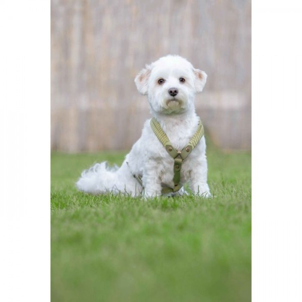 Σαμαράκι σκύλου -Amitye- Σαμαράκι σκύλου -Amitye-