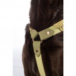 Σαμαράκι σκύλου -Amitye- Σαμαράκι σκύλου -Amitye-