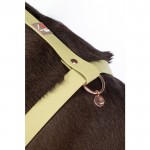 Σαμαράκι σκύλου -Amitye- Σαμαράκι σκύλου -Amitye-