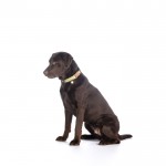 Κολάρο σκύλου -Ida- από nylon Κολάρο σκύλου -Ida- από nylon