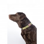 Κολάρο σκύλου -Ida- από nylon Κολάρο σκύλου -Ida- από nylon