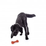 Dog toy -Buddy Bone I- natural rubber