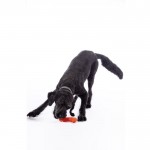 Dog toy -Buddy Bone III- natural rubber