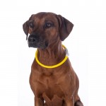 Illuminated collar for dogs -LED-