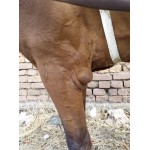 Προστατευτικό Δακτυλίδι