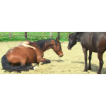 Προστατευτικό Δακτυλίδι