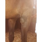 Προστατευτικό Δακτυλίδι