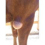 Προστατευτικό Δακτυλίδι