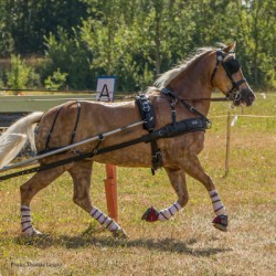 Σετ Άμαξας Για Μονό  Άλογο- ZGB