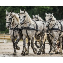 Σετ Άμαξας Για Team - ZGB 
