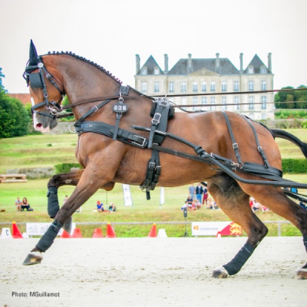 Σετ Άμαξας Για Μονό Άλογο- Elite