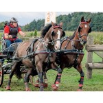 Σετ Άμαξας Για Δύο Αλογα- Elite Σετ Άμαξας Για Δύο Αλογα- Elite