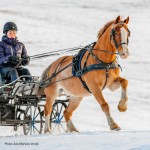 Σετ Άμαξας Για Μονό Άλογο- Classic 