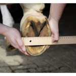 Μποτάκι Οπλής Μποτάκι Οπλής