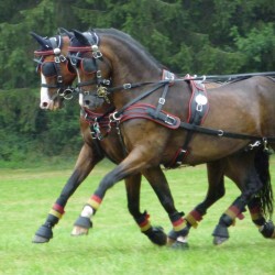 Προστερνίδιο Σαγή