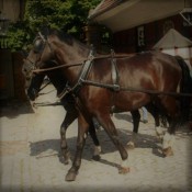 Περιλαίμιο Σαγή