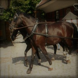 Περιλαίμιο Σαγή